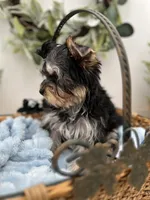 Bentley, a male Yorkshire Terrier for sale in Manchester, TN – Photo 2 of 8