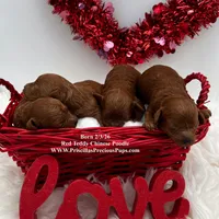 Chen, a male Poodle - Toy  for sale in Manchester, TN – Photo 8 of 8