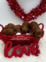 Chen, a male Poodle - Toy  for sale in Manchester, TN – Photo 4 of 4