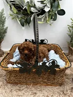 Chen, a male Poodle - Toy  for sale in Manchester, TN – Photo 3 of 8