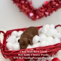 Chen, a male Poodle - Toy  for sale in Manchester, TN – Photo 5 of 8