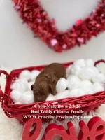 Chen, a male Poodle - Toy  for sale in Manchester, TN – Photo 1 of 4