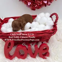 Chen, a male Poodle - Toy  for sale in Manchester, TN – Photo 7 of 8