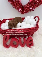 Chen, a male Poodle - Toy  for sale in Manchester, TN – Photo 3 of 4