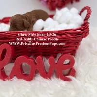 Chen, a male Poodle - Toy  for sale in Manchester, TN – Photo 6 of 8