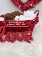 Chen, a male Poodle - Toy  for sale in Manchester, TN – Photo 2 of 4