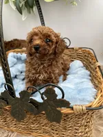 Chen, a male Poodle - Toy  for sale in Manchester, TN – Photo 2 of 8