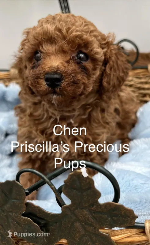 Chen – Poodle - Toy  puppy for sale in Manchester, TN