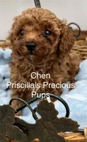 Chen, a male Poodle - Toy  for sale in Manchester, TN – Photo 1 of 8