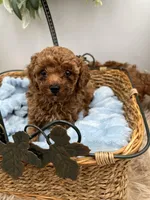 Chen, a male Poodle - Toy  for sale in Manchester, TN – Photo 4 of 8