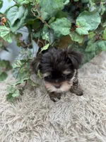 AKC Claire the Yorkie, a female Yorkshire Terrier for sale in Manchester, TN – 3 of 7