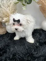 Little Missy the Korean Maltese $3000, a female Maltese for sale in Hillsboro, TN – 7 of 8