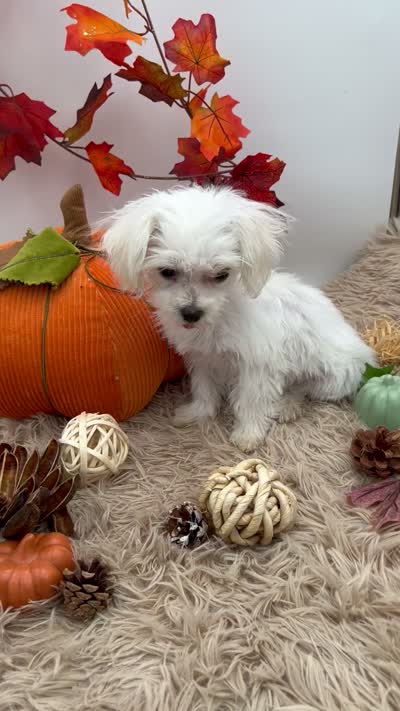 Tiny Milo the Korean teacup Maltese, a male Maltese for sale in Hillsboro, TN – 9 of 9