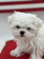 AKC Everett the Korean Maltese, a male Maltese for sale in Manchester, TN – 4 of 10