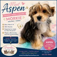 Little Aspen the Morkie, a male Morkie for sale in Hillsboro, TN – 2 of 10