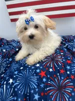 Charlie, a male Morkie for sale in Manchester, TN – 2 of 10
