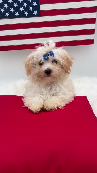Charlie, a male Morkie for sale in Manchester, TN – 9 of 10