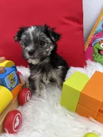 Holly the little Morkie, a female Morkie for sale in Manchester, TN – 5 of 6