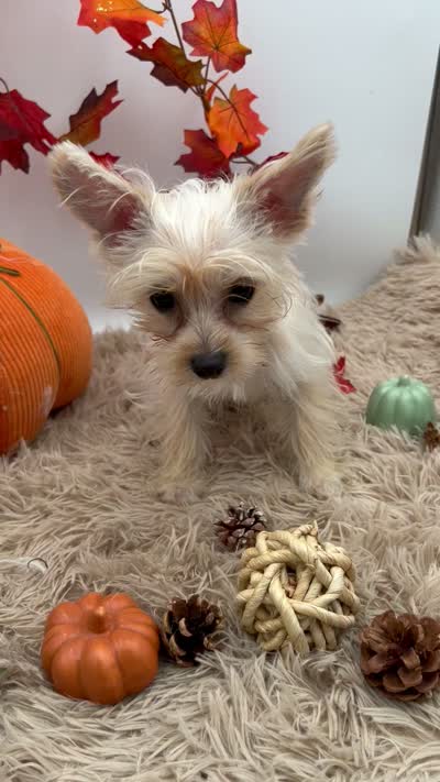Ellie the tiny Golddust Yorkie, a female Yorkshire Terrier for sale in Hillsboro, TN – 10 of 10