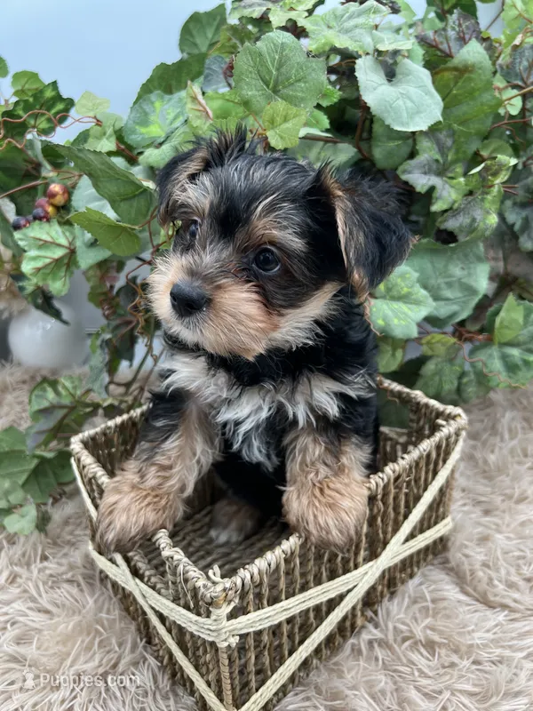 AKC Roc the Yorkie – Yorkshire Terrier puppy for sale in Manchester, TN