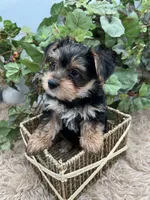 AKC Roc the Yorkie, a male Yorkshire Terrier for sale in Manchester, TN – 1 of 9