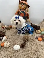 Little Max the Korean Maltese, a male Maltese for sale in Hillsboro, TN – 4 of 10
