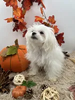 AKC Everett the Korean Maltese, a male Maltese for sale in Hillsboro, TN – 4 of 10