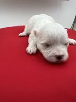 Everett the Korean Maltese, a male Maltese for sale in Manchester, TN – 2 of 2