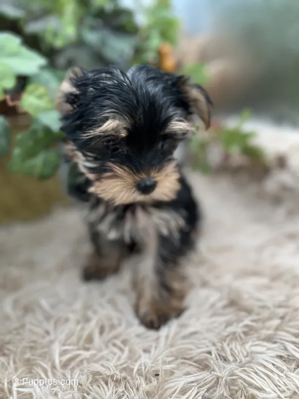 AKC Coco the European Yorkie – Yorkshire Terrier puppy for sale in Manchester, TN