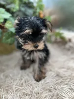 AKC Coco the European Yorkie, a female Yorkshire Terrier for sale in Manchester, TN – 1 of 8