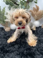 AKC Roc the Yorkie, a male Yorkshire Terrier for sale in Hillsboro, TN – 4 of 10