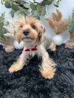 AKC Roc the Yorkie, a male Yorkshire Terrier for sale in Hillsboro, TN – 6 of 10