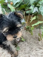 AKC Coco the European Yorkie, a female Yorkshire Terrier for sale in Manchester, TN – 5 of 8