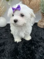 Mia the Korean Maltese $3000, a female Maltese for sale in Hillsboro, TN – 3 of 5