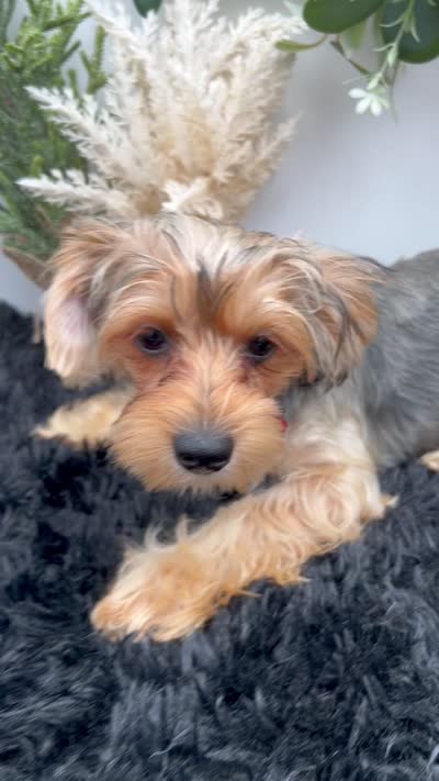 AKC Sham the Yorkie, a male Yorkshire Terrier for sale in Hillsboro, TN – 10 of 10