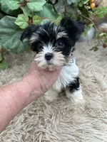 AKC Norah the parti Yorkie, a female Yorkshire Terrier for sale in Manchester, TN – 6 of 8