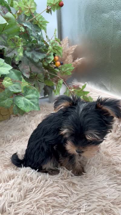 AKC Coco the European Yorkie, a female Yorkshire Terrier for sale in Manchester, TN – 8 of 8