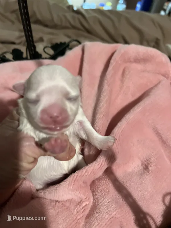 Zara the female Korean Maltese  – Maltese puppy for sale in Hillsboro, TN