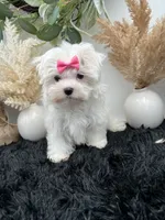 Pearl, a female Maltese for sale in Hillsboro, TN – 4 of 10