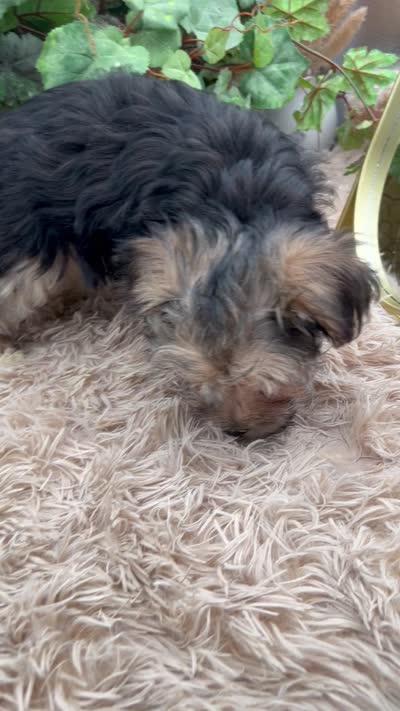 Little Aspen the Morkie, a male Morkie for sale in Manchester, TN – 8 of 9