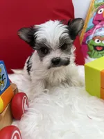 Little Ivy the Morkie, a female Morkie for sale in Manchester, TN – 3 of 6