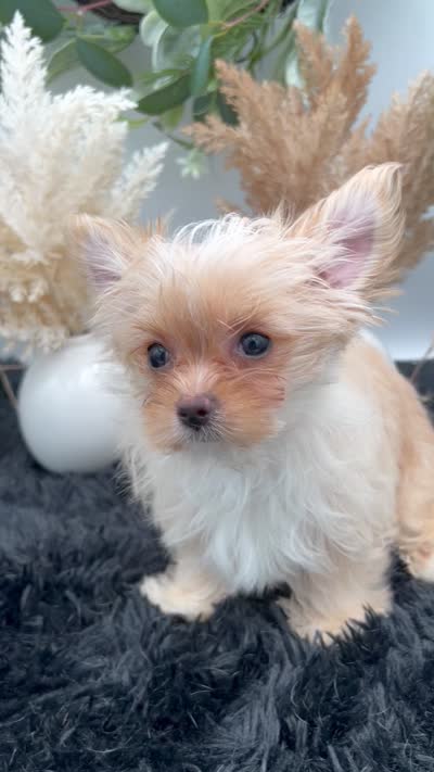Ellie the Golddust Yorkie , a female Yorkshire Terrier for sale in Hillsboro, TN – 10 of 10