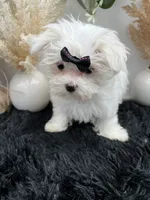 Little Missy the Korean Maltese $3000, a female Maltese for sale in Hillsboro, TN – 6 of 8