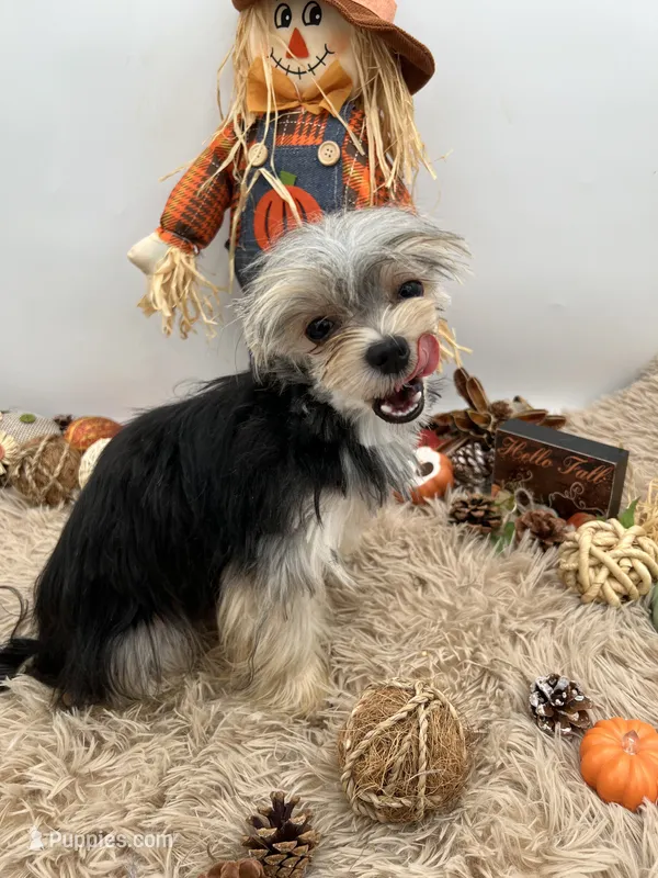 Mick – Morkie puppy for sale in Hillsboro, TN