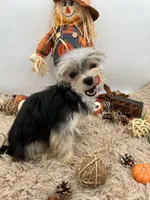 Mick, a male Morkie for sale in Hillsboro, TN – 1 of 10