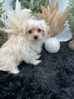 Lexi the tiny Golddust Yorkie, a female Yorkshire Terrier for sale in Hillsboro, TN – 2 of 10
