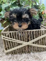 AKC Sugar the European Yorkie, a female Yorkshire Terrier for sale in Manchester, TN – 3 of 7
