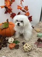 AKC Everett the Korean Maltese, a male Maltese for sale in Hillsboro, TN – 3 of 10