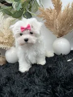 Pearl, a female Maltese for sale in Hillsboro, TN – 3 of 10