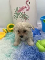 Lexi the tiny Golddust Yorkie, a female Yorkshire Terrier for sale in Manchester, TN – 4 of 8